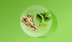 Valerian Root & Lemon Balm